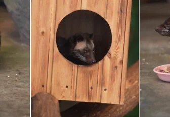 Видео с детёнышами редких пальмовых циветт выложил Новосибирский зоопарк