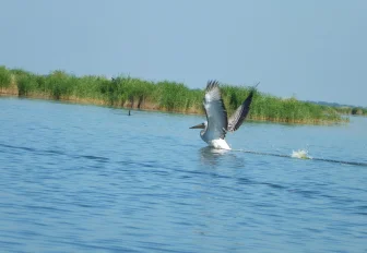 День орнитолога: где в Сибири можно встретить вымершую птицу