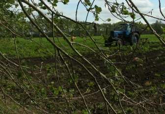 Новосибирцев могут лишить запущенных дачных участков