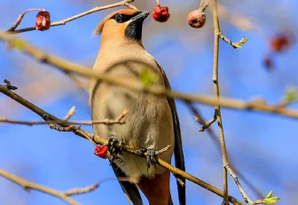 «Настоящий подарок»: новосибирцев порадует тёплая погода 8 Марта