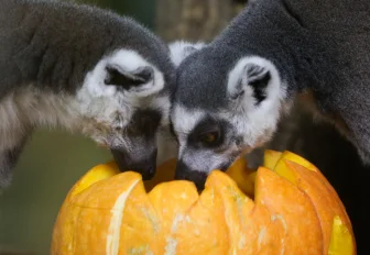 Излишки урожая несут в зоопарк новосибирские дачники