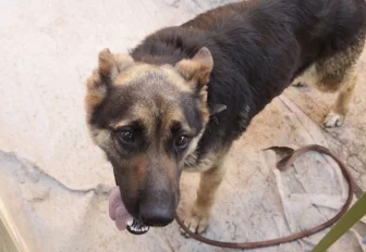 «Африканский» способ отлова бездомных собак объяснили в Новосибирске