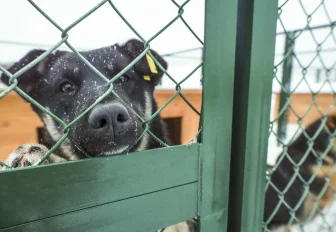 544 бродячих животных поймали за год на улицах Новосибирска