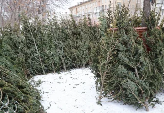 Как провезти ёлку в электричке — ответ Западно-Сибирской железной дороги