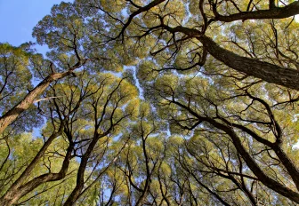 Казацких лошадей выгнали из ботсада в новосибирском Академгородке