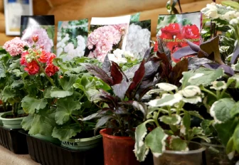 Диковинными цветами радует тоскующих по лету сибирячек «Дачная академия»