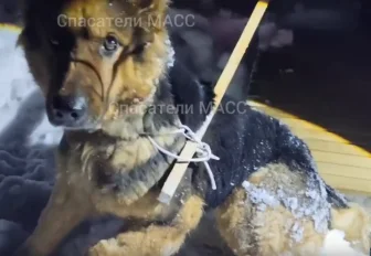 Спасатели вызволили собаку из капкана в Заельцовском бору Новосибирска