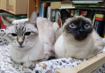 Мохнатые пенсионеры: 5 историй о четвероногих долгожителях Новосибирска