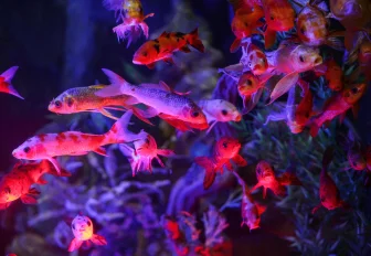 Лабео и морские лисички: 18 тысяч рыбок ввезли в Новосибирск из Таиланда