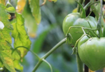 Дачные автобусы начнут ходить с 22 апреля в Новосибирске