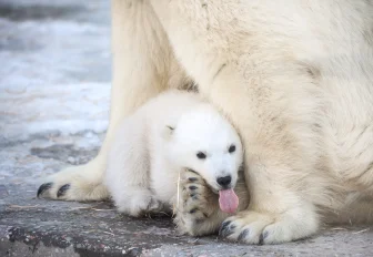 Придумать имя для белого медвежонка попросили новосибирцев