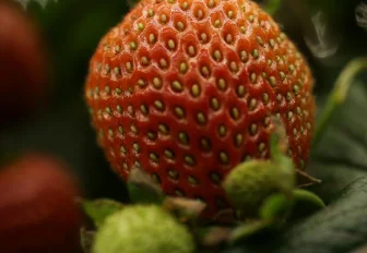 Как правильно посадить землянику — советы профессора Дачной академии