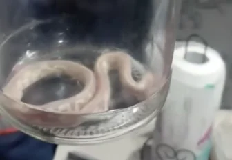 Экзотический питон-альбинос заполз на чужую кухню под Новосибирском