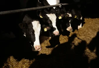 На трассах Сибири остановили перевозку 398 коров без документов