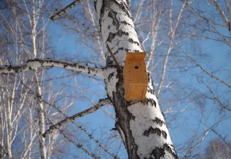 Как смастерить скворечник: полезные советы в одной картинке