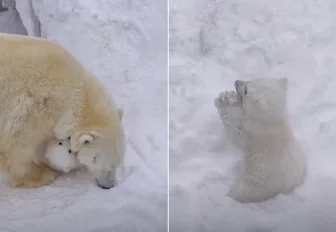 Белый медвежонок родился в Новосибирском зоопарке