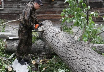 Что делать, если на вашу машину упало дерево