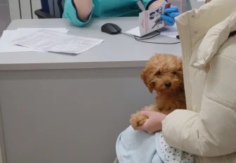 Как будут работать городские ветклиники в новогодние праздники