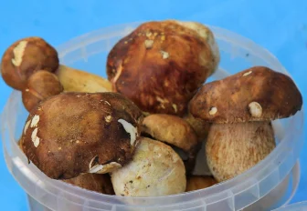 Греби грибы: что нужно знать грибнику