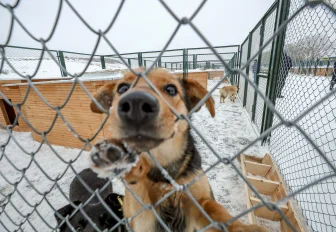 Единый реестр приютов для животных предлагают создать депутаты горсовета