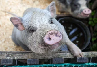 Если вы пропустили: пролетарская поликлиника, умная улица и милые пятачки