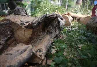 Доступ в парк «Первомайский» ограничили из-за сноса старых деревьев