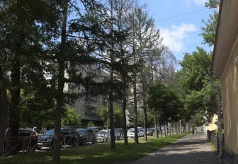 Мэр Кудрявцев поручил оживить лиственницы у Центрального парка