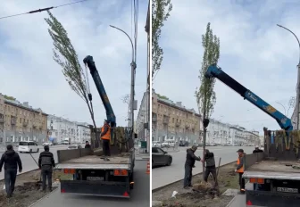 Живую изгородь из 90 тополей высаживают на проспекте Дзержинского