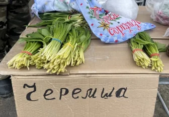 Черемшу по 200 рублей начали продавать в Новосибирске