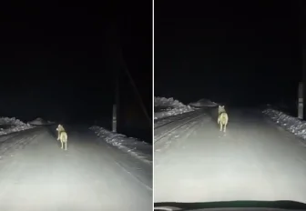 Вышедшие к домам волки устроили переполох в Новосибирской области