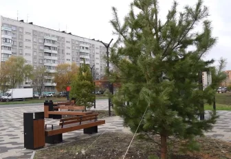 Устойчивые к ветру сосны и липы высадили в новом парке «Чемской берег»