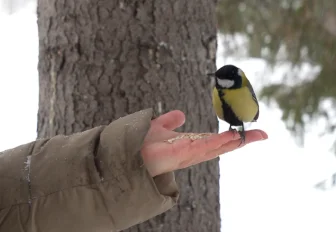 Злаки, орехи, перловка: чем кормить птиц в парках Новосибирска зимой