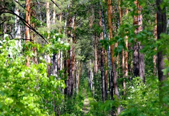 Четверых заблудившихся грибников вывели из лесов Новосибирской области