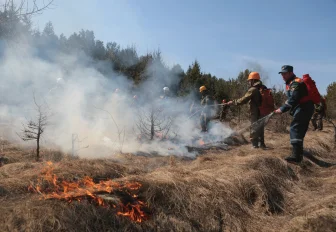 Из-за жаркой погоды в Новосибирске стала чаще гореть сухая трава