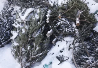 Ёлки из Новосибирска приехали в Беловодский район ЛНР