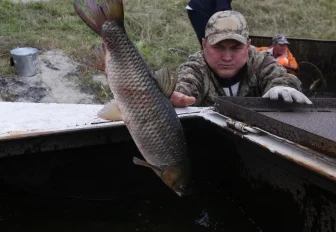 Здесь рыба есть: как в Сибири сазана и карпа без чешуи выращивают