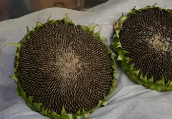 Детям до 2–3 лет давать орехи категорически нельзя — пульмонолог