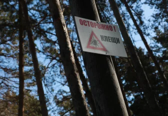 Клещи снизили активность в Новосибирской области