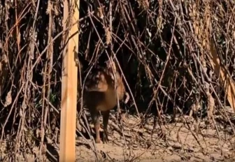 Гавкающие олени из зоопарка в Новосибирске стали родителями