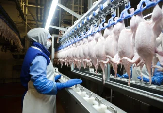 Новосибирская область заняла второе место по производству птицы в Сибири