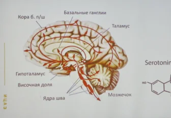 Как поддержать здоровье головного мозга: семь советов новосибирцам
