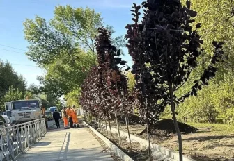 Аллею из краснолистных черёмух высадили на улице Плахотного