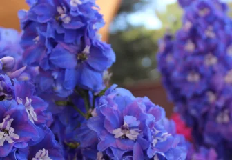 Заражённые дельфиниумы и гипсофилы не пустили в Новосибирскую область