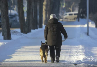 Навязчивую тягу собак ко льду и снегу объяснили специалисты