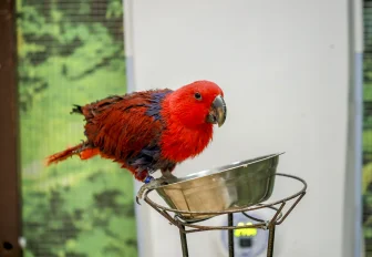 Могут выучить 1500 слов: редких попугаев собрали в ТЦ «Калейдоскоп»