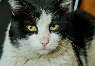 Если вы пропустили: голубиная мама, башни-близнецы и кот Гидрант