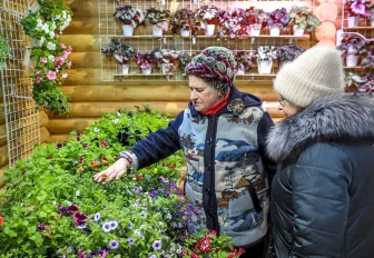 От инжира до папайи: комнатную экзотику покажут в Дачной академии