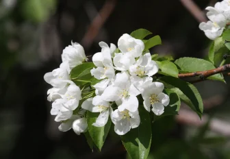 Три сокращённых рабочих недели ожидают новосибирцев во втором квартале