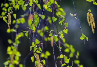 Новосибирцам назвали срок наступления астрономической весны