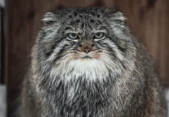 Солома и подкожный жир согревают зверей Новосибирского зоопарка в морозы